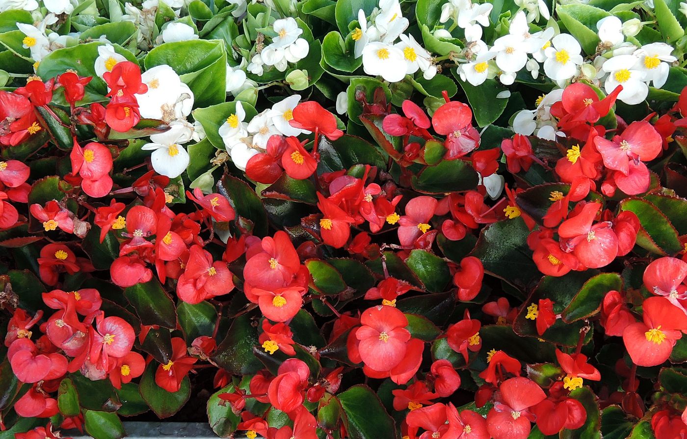 Изображение особи Begonia &times; hortensis.