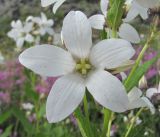 Gadellia lactiflora. Цветок. Кабардино-Балкария, Эльбрусский р-н, долина р. Юсеньги, ок. 2550 м н.у.м., каменистое место. 25.08.2017.