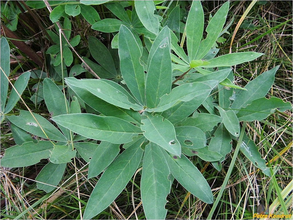 Изображение особи Lupinus polyphyllus.