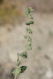 Atriplex rosea