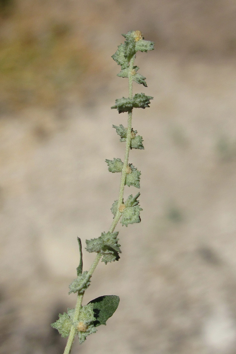 Image of Atriplex rosea specimen.