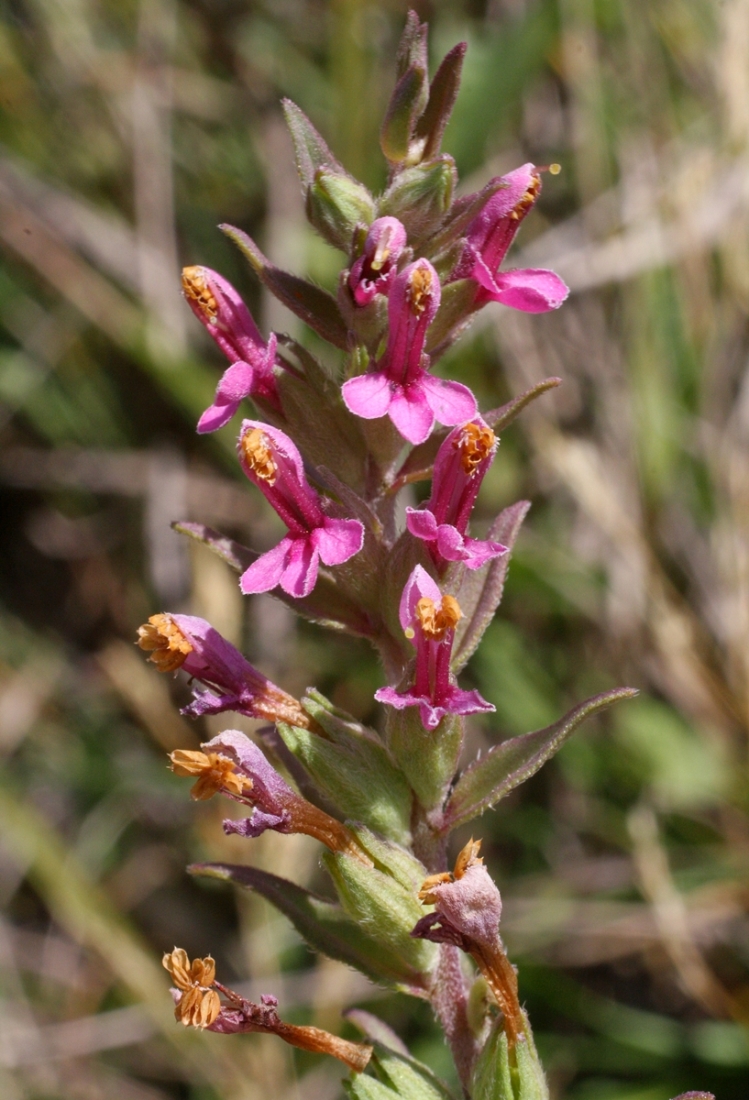 Изображение особи Odontites vulgaris.