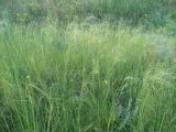 Stipa capillata