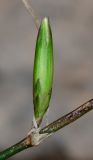 Dianthus strictus