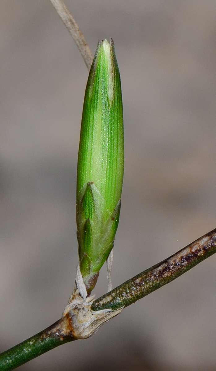 Image of Dianthus strictus specimen.