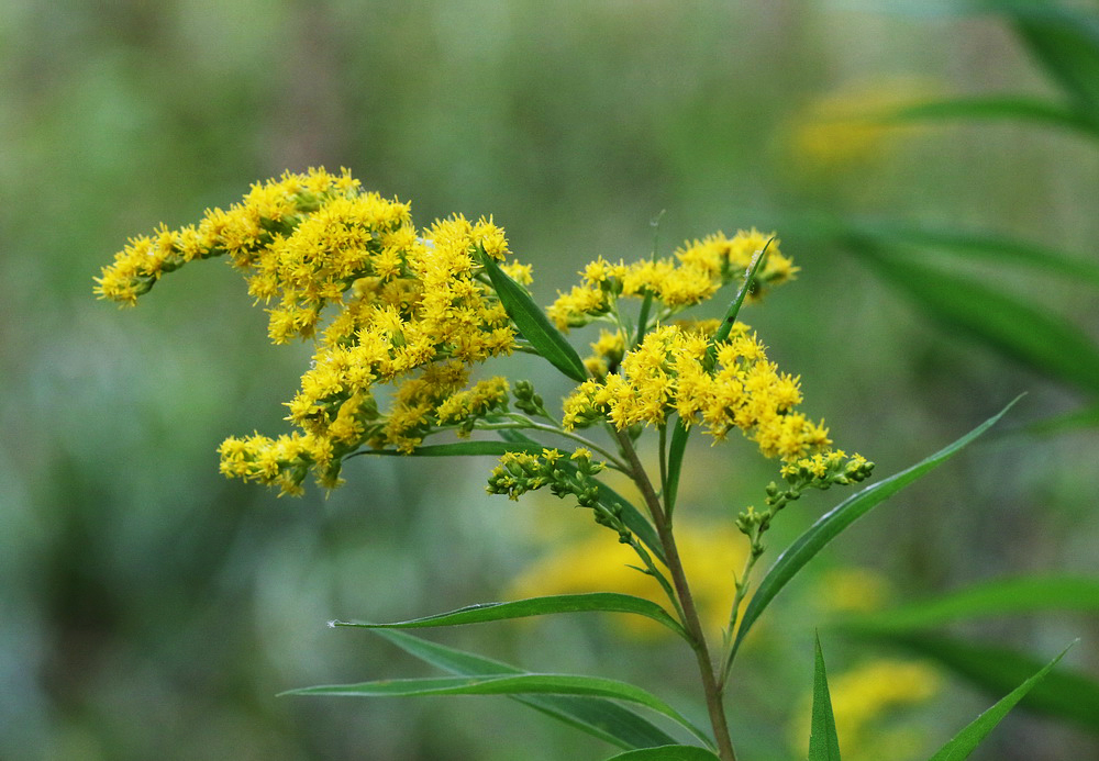 Image of Solidago canadensis specimen.