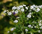 Pyrethrum parthenium