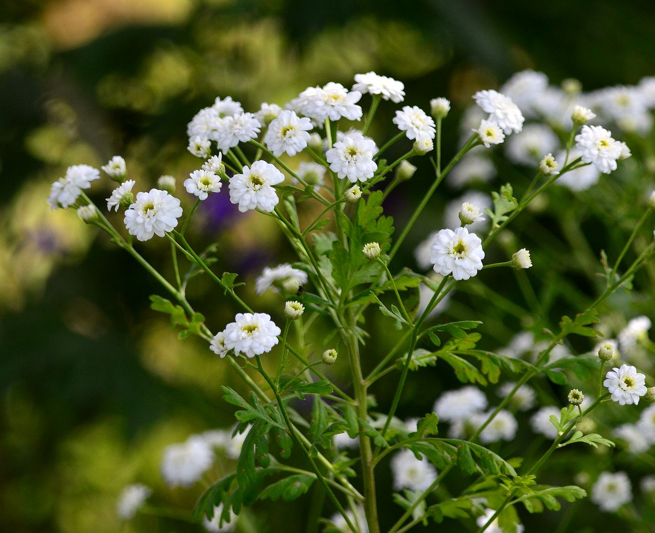 Изображение особи Pyrethrum parthenium.