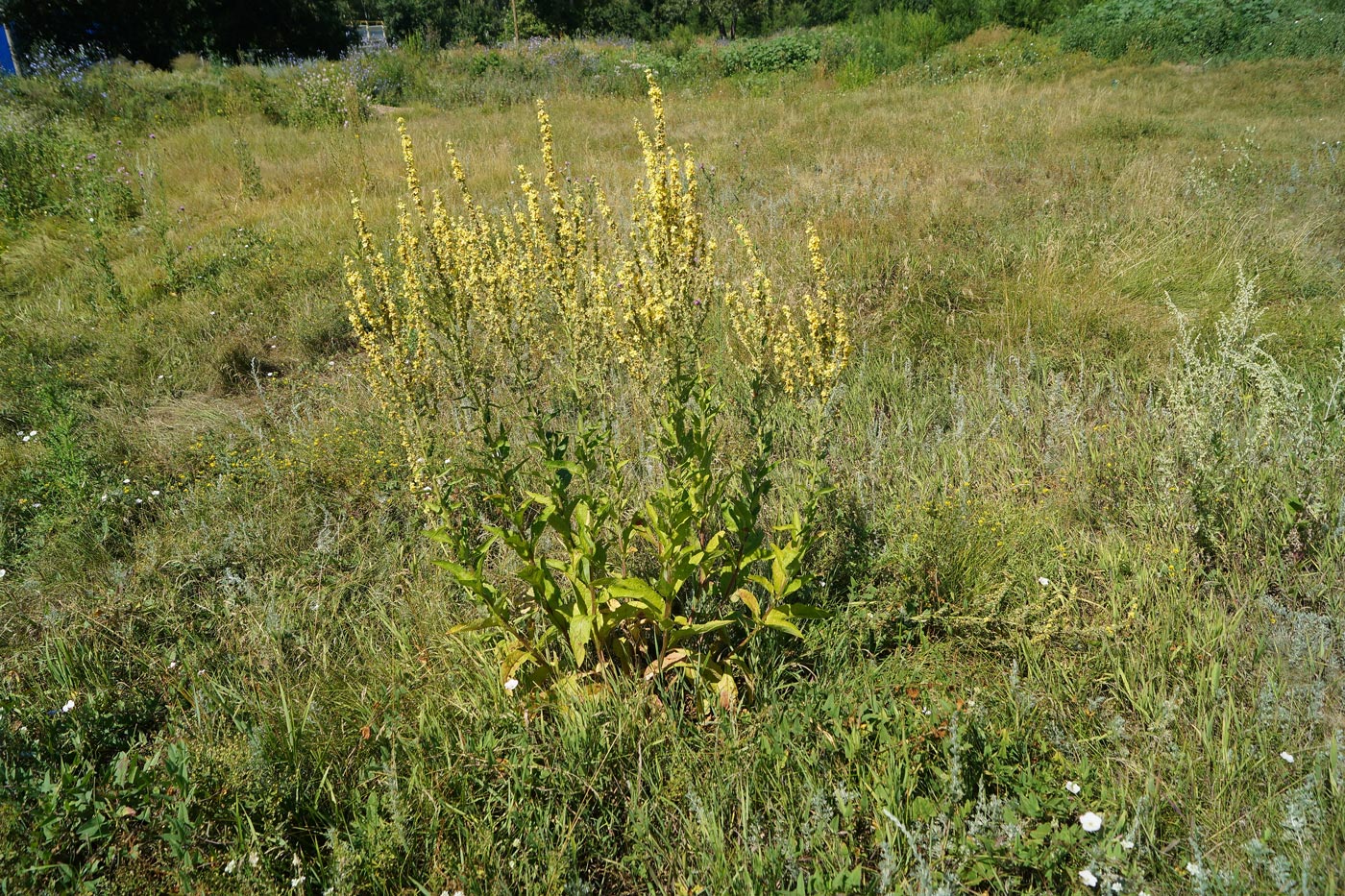 Image of Verbascum lychnitis specimen.