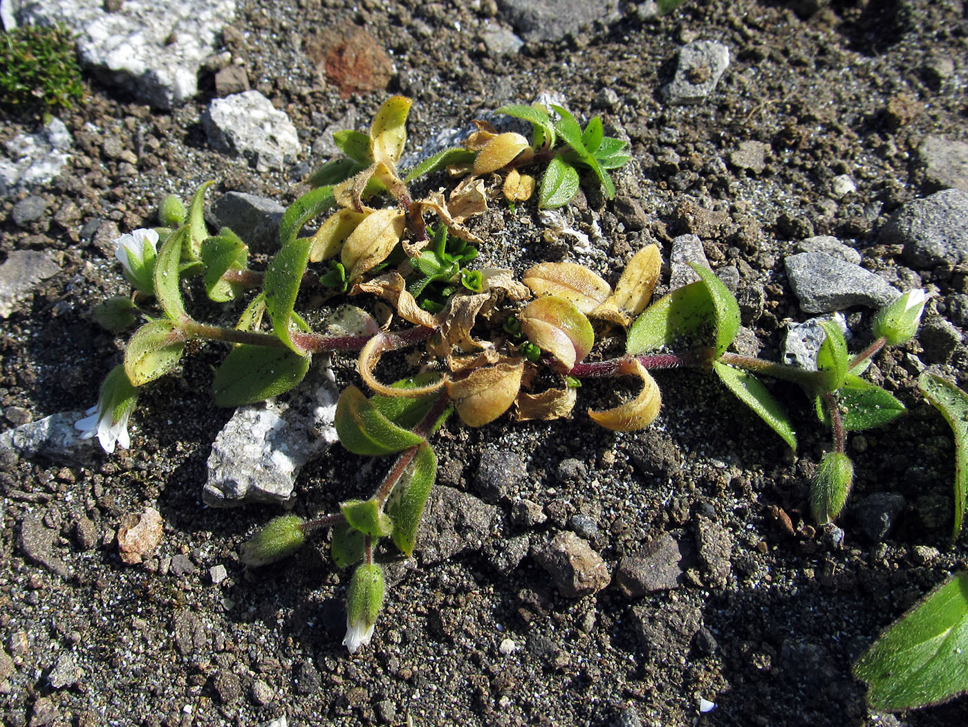 Изображение особи Cerastium aleuticum.