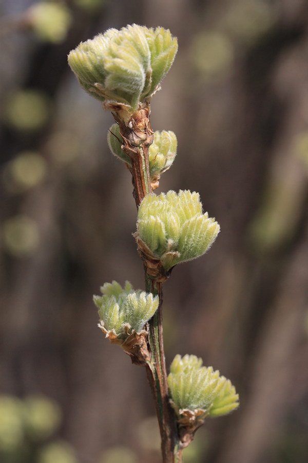 Image of Caragana arborescens specimen.