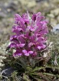 Pedicularis alopecuroides. Цветущее растение. Якутия (Саха), Нерюнгринский р-н, окр. перевала Тит. 22.06.2016.