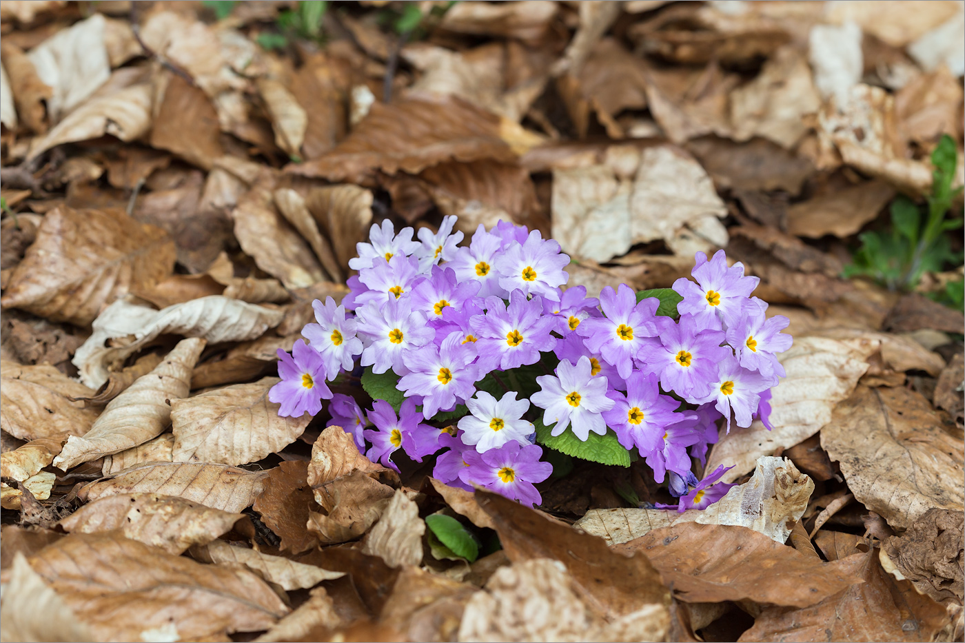 Image of Primula vulgaris specimen.