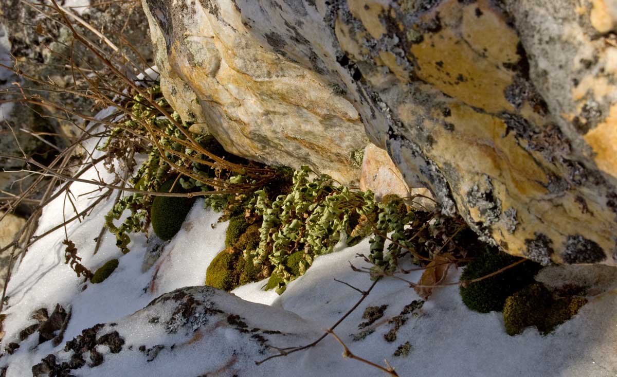 Изображение особи Polypodium vulgare.