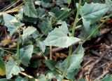 Atriplex micrantha
