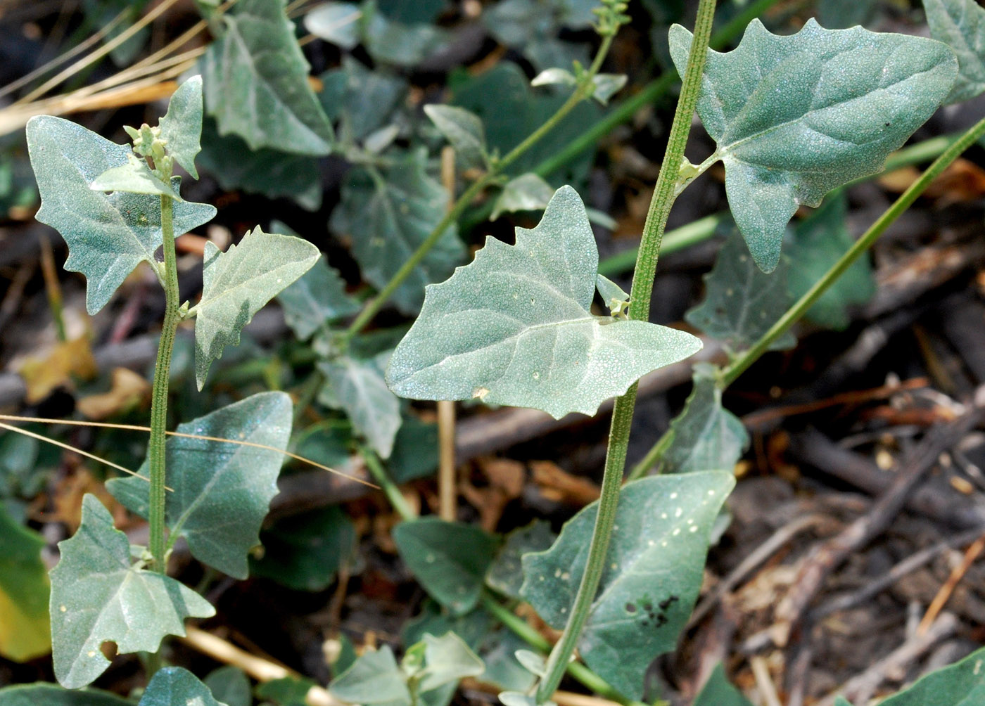 Изображение особи Atriplex micrantha.