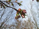 Cerasus sachalinensis. Верхушка ветви с бутонами и распускающимися листьями. Сахалинская обл., о. Итуруп, долина р. Хвойная, опушка леса недалеко от реки. 26.05.2017.