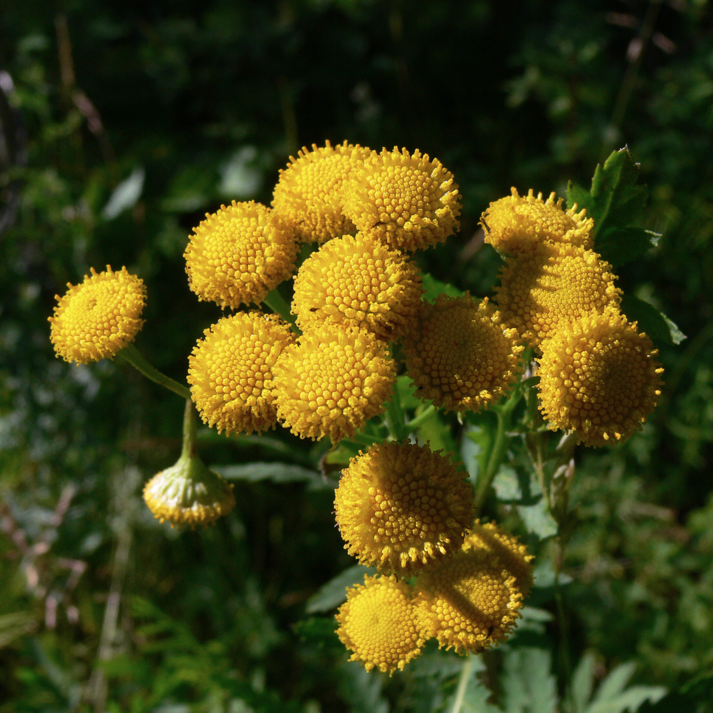 Image of Tanacetum vulgare specimen.