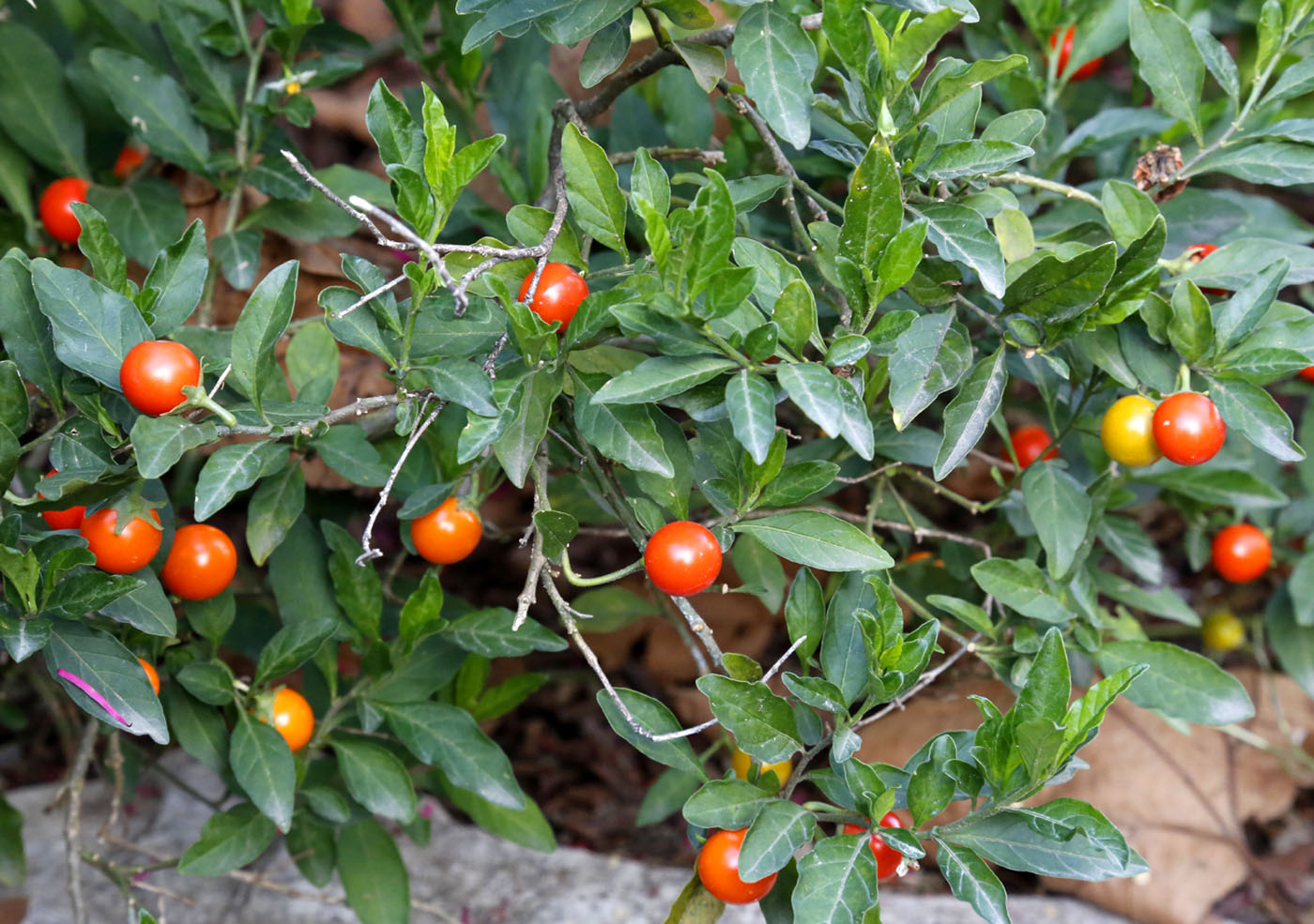 Image of Solanum pseudocapsicum specimen.