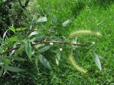 Salix alba. Ветвь с соцветиями. Крым, Байдарская долина. 15 мая 2010 г.