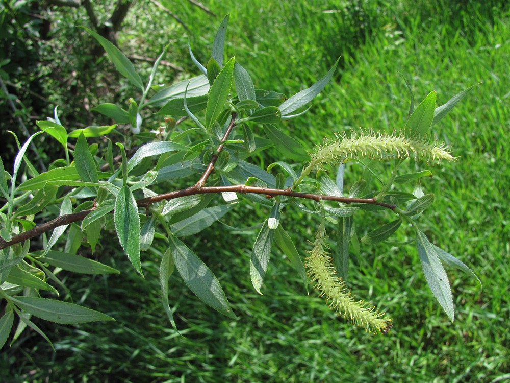 Image of Salix alba specimen.