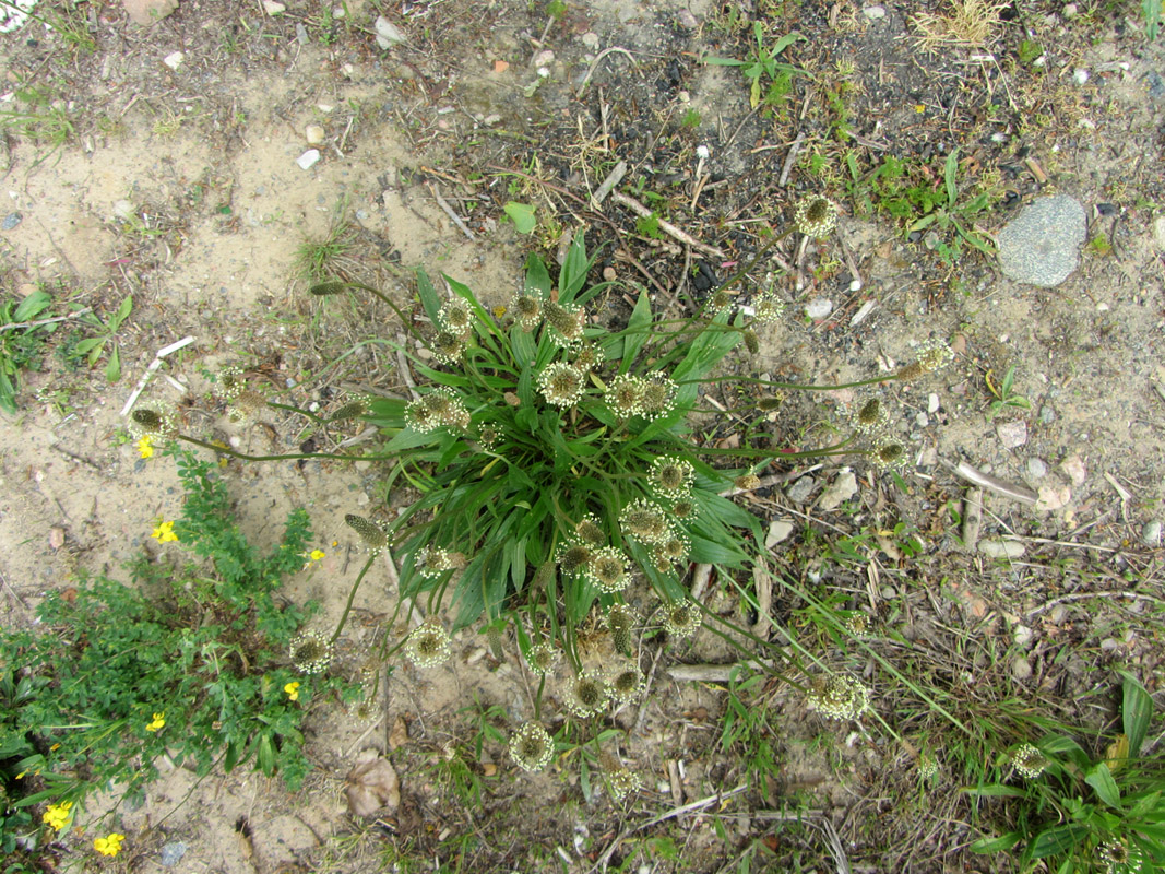 Image of Plantago lanceolata specimen.