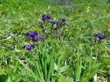 Iris setosa