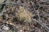 Cylindropuntia tunicata