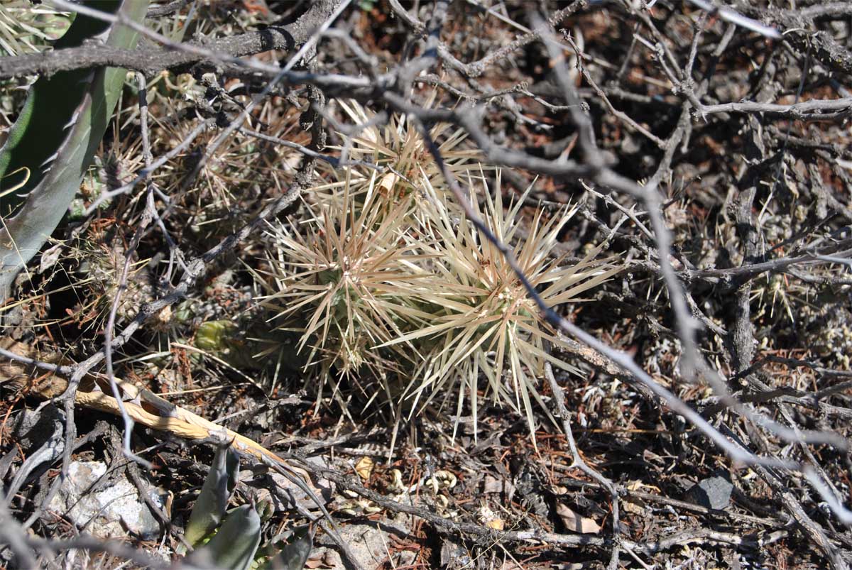 Изображение особи Cylindropuntia tunicata.