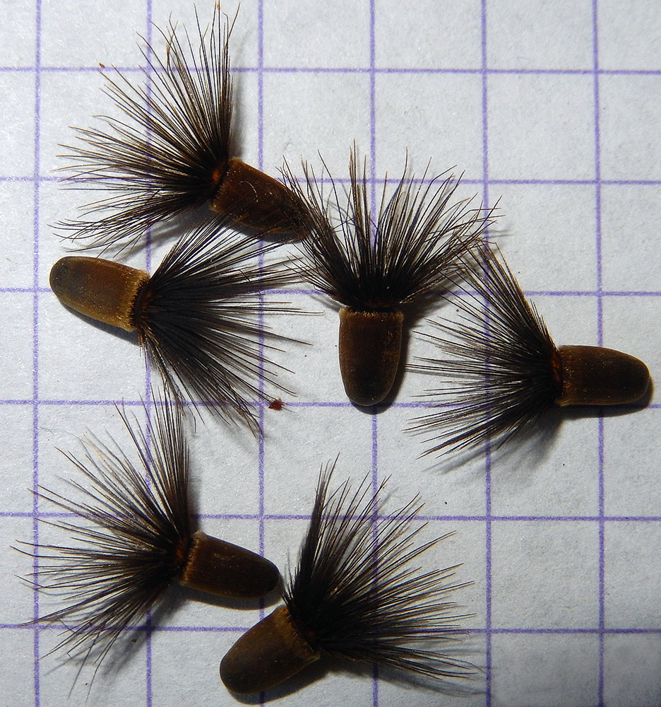 Image of Crupina vulgaris specimen.
