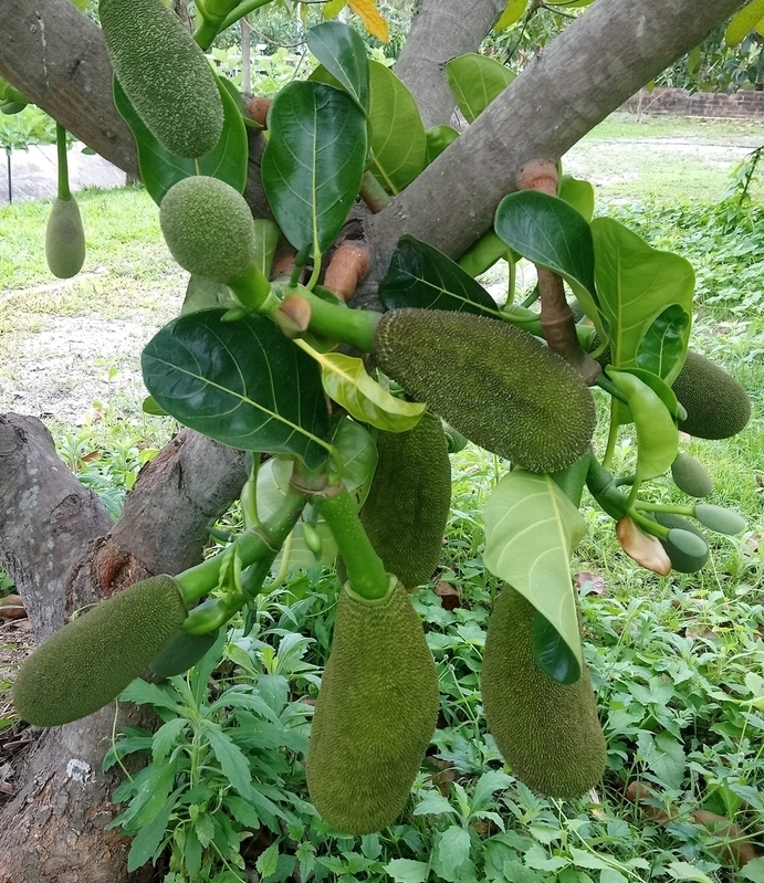 Image of Artocarpus heterophyllus specimen.