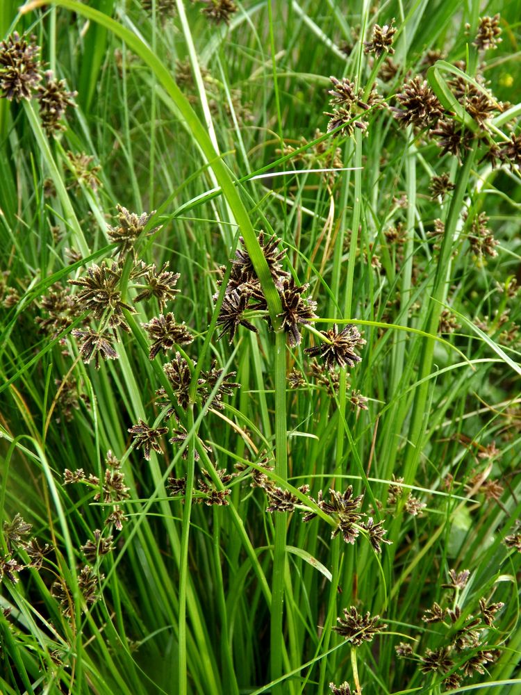 Image of Cyperus fuscus specimen.