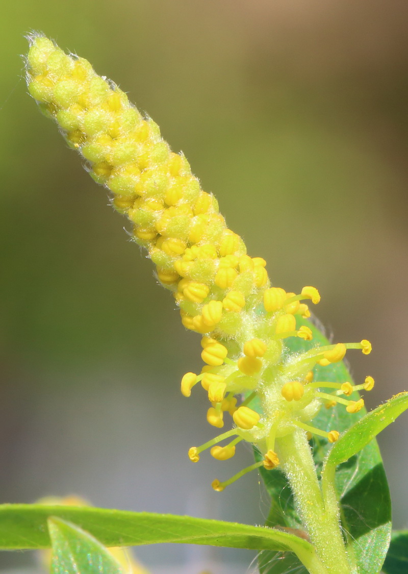 Image of genus Salix specimen.