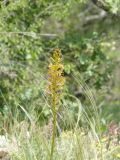 Eremurus thiodanthus