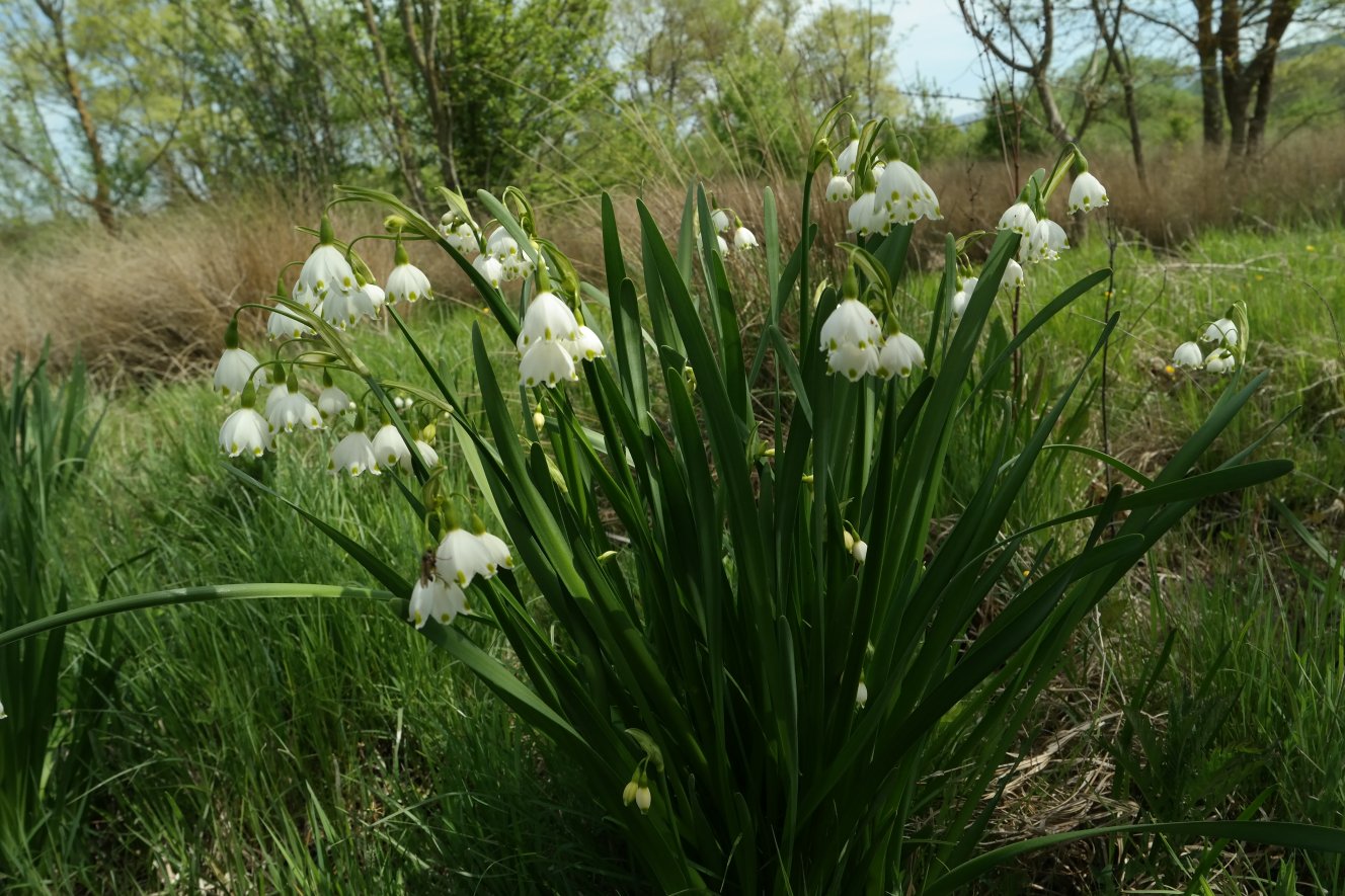 Изображение особи Leucojum aestivum.