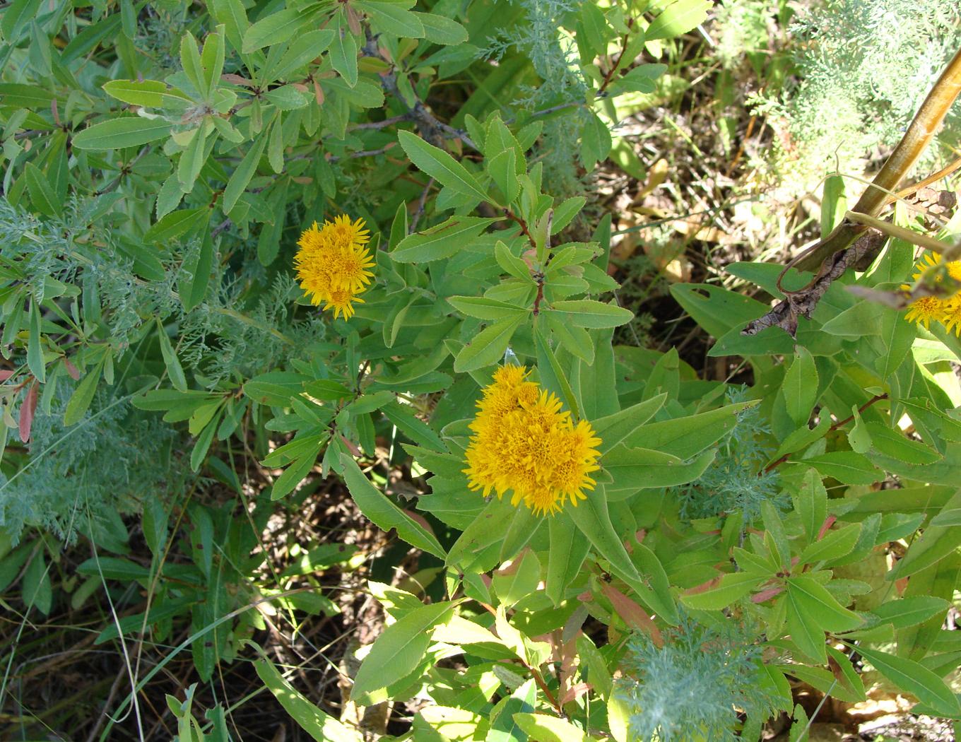 Изображение особи Inula germanica.