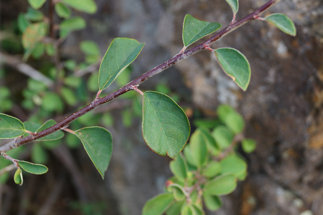 Изображение особи род Cotoneaster.