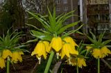 Fritillaria imperialis