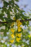 Laburnum anagyroides. Верхушка ветви с соцветием. Грузия, Тбилиси, ботанический сад. 01.05.2018.