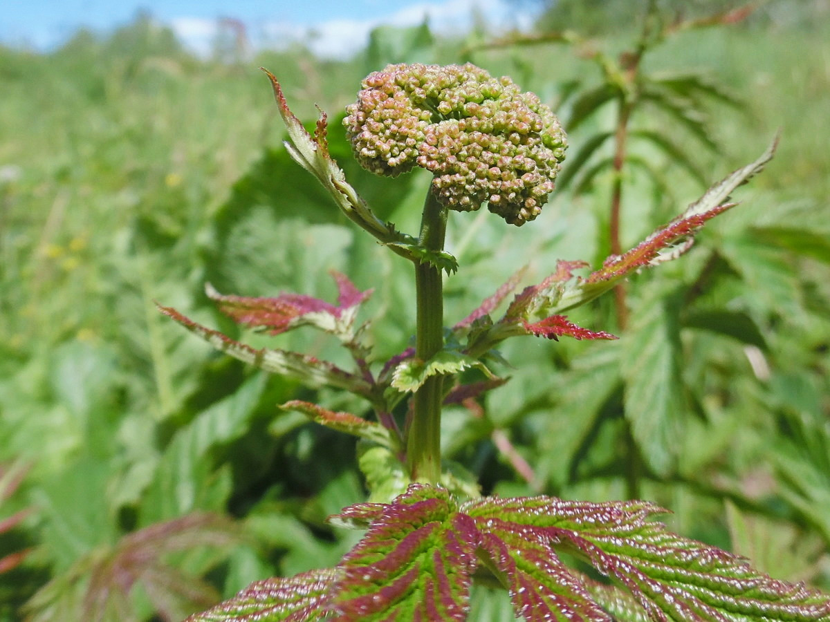 Image of Filipendula ulmaria specimen.