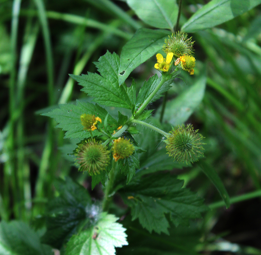 Image of Geum macrophyllum specimen.