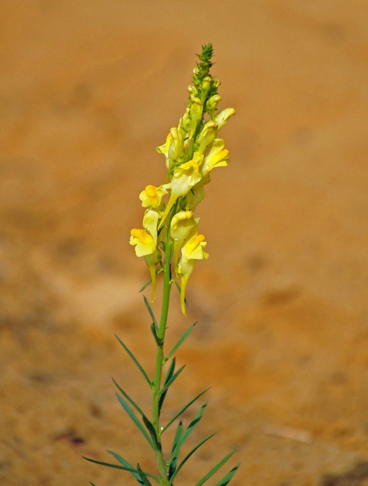 Image of Linaria vulgaris specimen.
