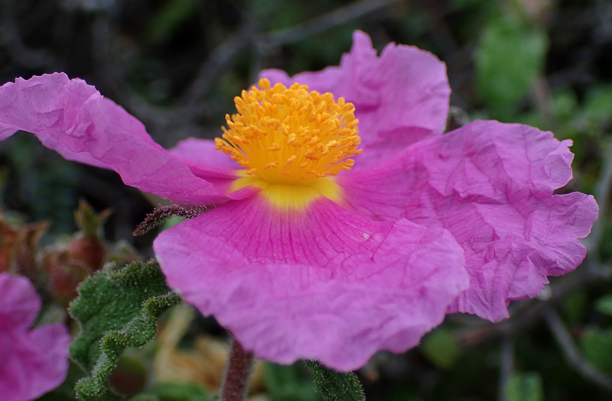 Изображение особи Cistus creticus.