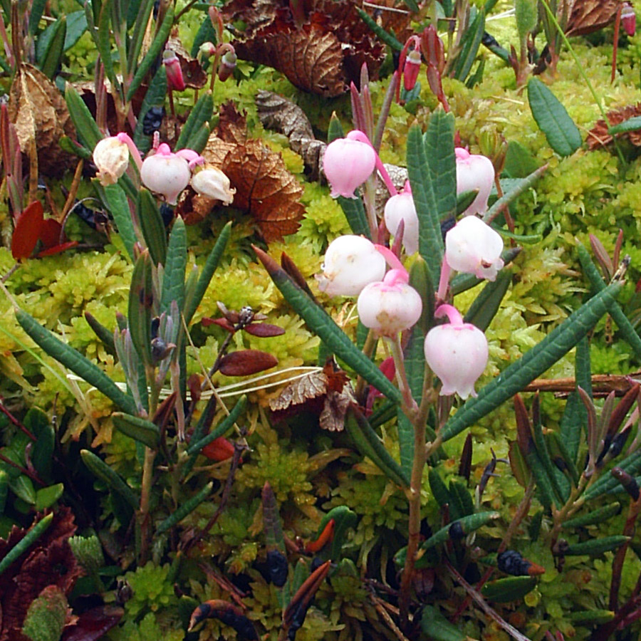 Изображение особи Andromeda polifolia.