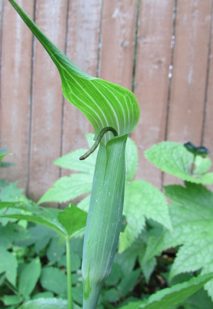 Image of Arisaema jacquemontii specimen.