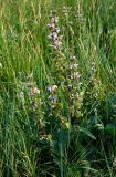 Phlomoides tuberosa. Цветущее растение. Хакасия, Ширинский р-н, берег оз. Шунет, степной склон. 12.07.2018.