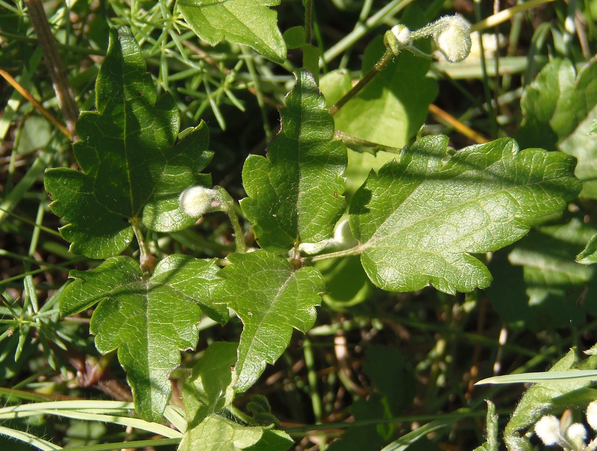 Image of Clematis vitalba specimen.