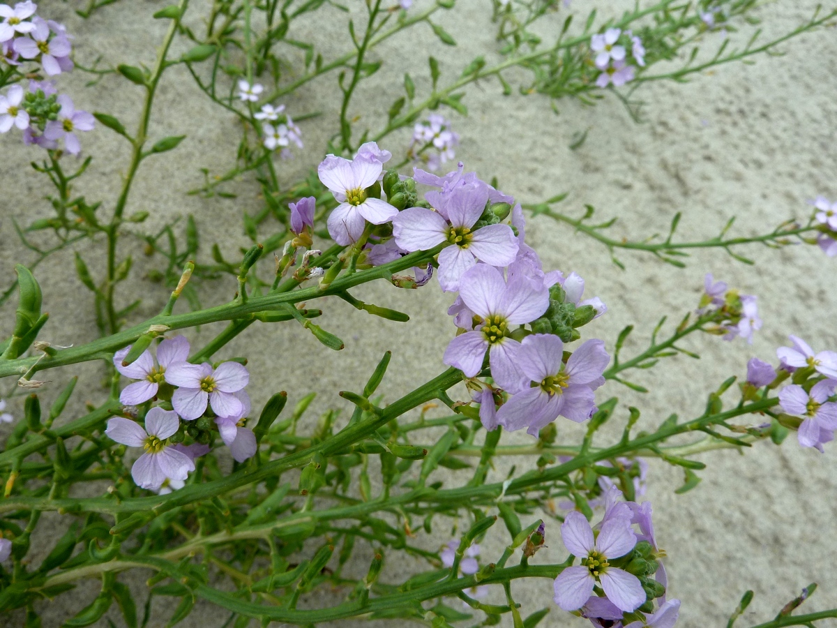 Image of Cakile baltica specimen.
