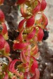 Rumex bucephalophorus