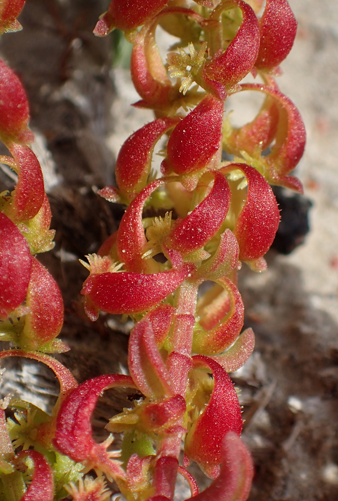 Изображение особи Rumex bucephalophorus.